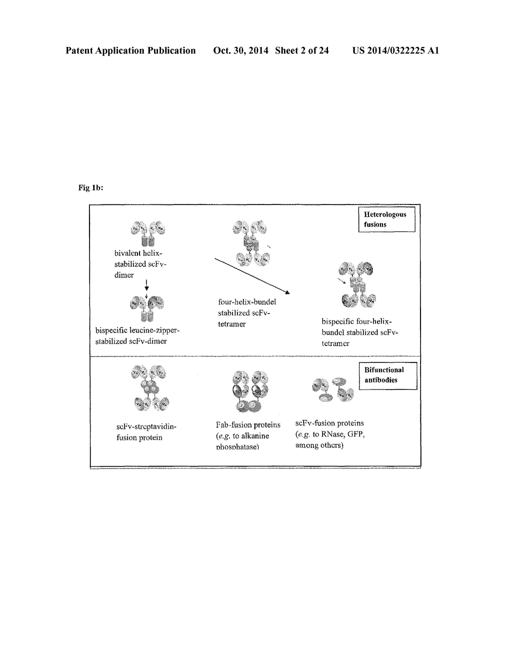 Anti-Adrenomedullin (ADM) antibody or anti-ADM antibody fragment or     anti-ADM non-Ig scaffold for use in therapy of an acute disease or acute     condition of a patient for stabilizing the circulation - diagram, schematic, and image 03