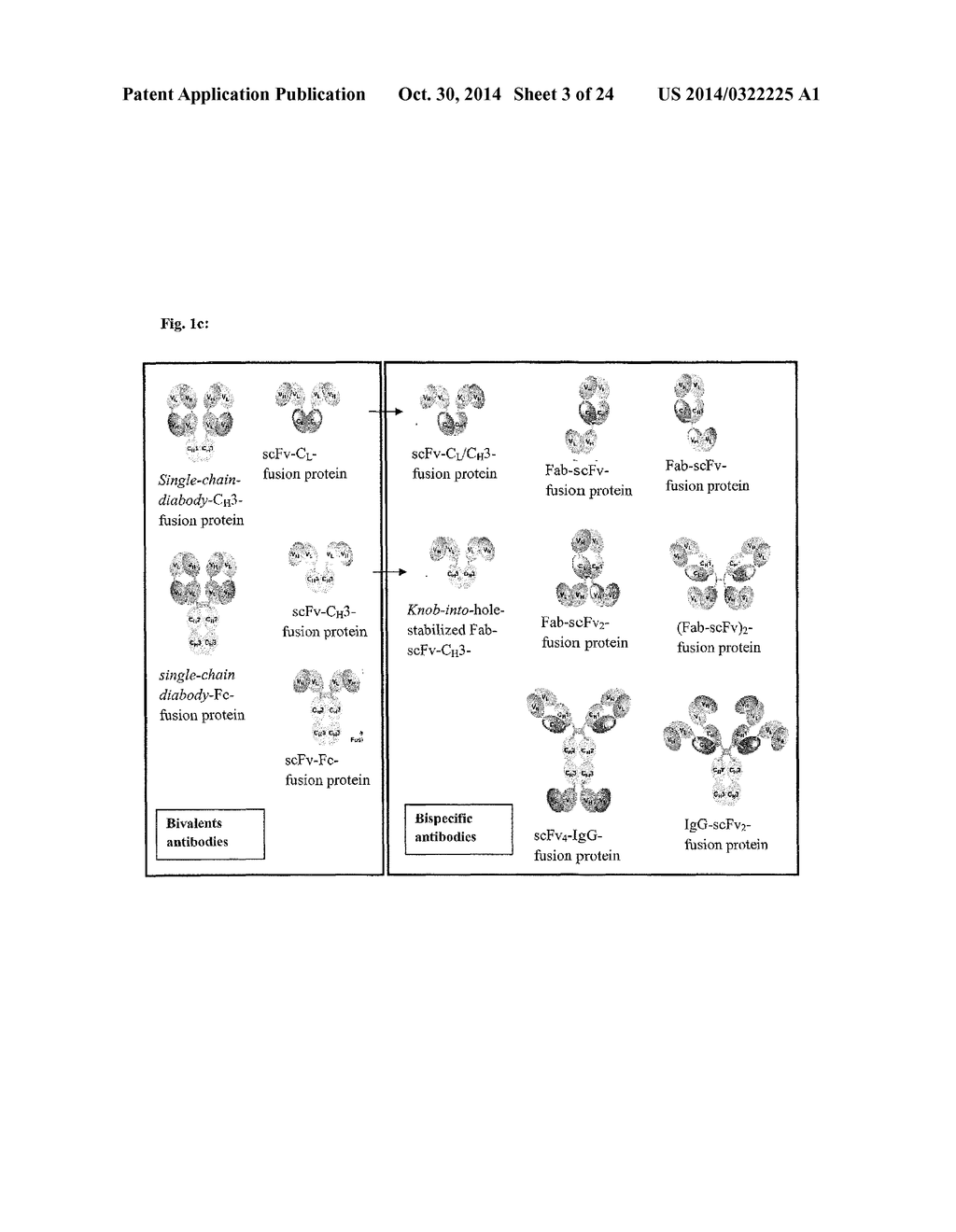 Anti-Adrenomedullin (ADM) antibody or anti-ADM antibody fragment or     anti-ADM non-Ig scaffold for use in therapy of an acute disease or acute     condition of a patient for stabilizing the circulation - diagram, schematic, and image 04