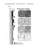 Analysis and Targeting of ROR2 in Cancer diagram and image