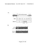 MIC-BINDING ANTIBODIES AND METHODS OF USE THEREOF diagram and image