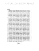 IGE ANTI-HMW-MAA Antibody diagram and image