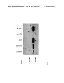 SECOND GENERATION VIRUS-LIKE PARTICLES (VLP) FROM EPSTEIN-BARR VIRUSES FOR     VACCINATION PURPOSES diagram and image