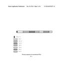 FUSION PROTEINS REPRESENTING DIFFERENT NS: PROPOSAL FOR A VACCINE AGAINST     ALLERGY TO MITES diagram and image