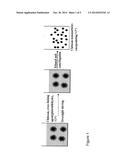 NOVEL HEMOSTATIC PATCH AND USES THEREOF diagram and image