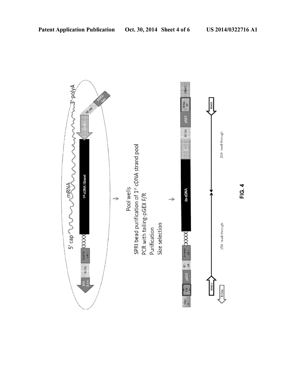 Uniquely Tagged Rearranged Adaptive Immune Receptor Genes in a Complex     Gene Set - diagram, schematic, and image 05