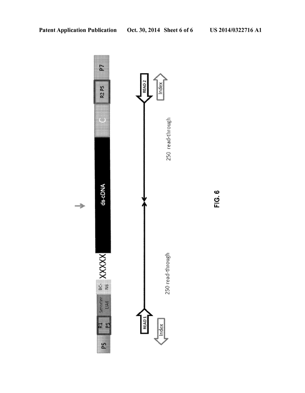 Uniquely Tagged Rearranged Adaptive Immune Receptor Genes in a Complex     Gene Set - diagram, schematic, and image 07