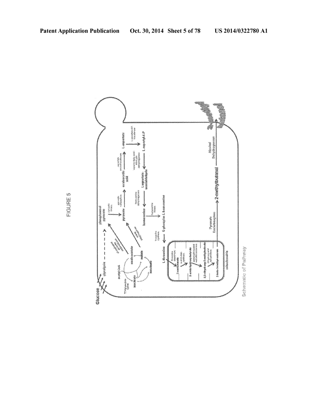 Methylbutanol as an Advanced Biofuel - diagram, schematic, and image 06