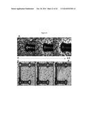 SYSTEMS AND METHODS FOR MAGNETIC GUIDANCE AND PATTERNING OF MATERIALS diagram and image