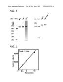 NOVEL DNA POLYMERASES diagram and image