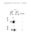 Use of a Rock Inhibitor to Sustain Primary Human Keratinocytes in a     Proliferative State diagram and image