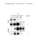 Use of a Rock Inhibitor to Sustain Primary Human Keratinocytes in a     Proliferative State diagram and image