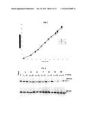 Use of a Rock Inhibitor to Sustain Primary Human Keratinocytes in a     Proliferative State diagram and image