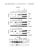 Use of a Rock Inhibitor to Sustain Primary Human Keratinocytes in a     Proliferative State diagram and image