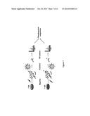 MATERIALS AND METHODS FOR ISOLATING PHOSPHOPEPTIDES diagram and image