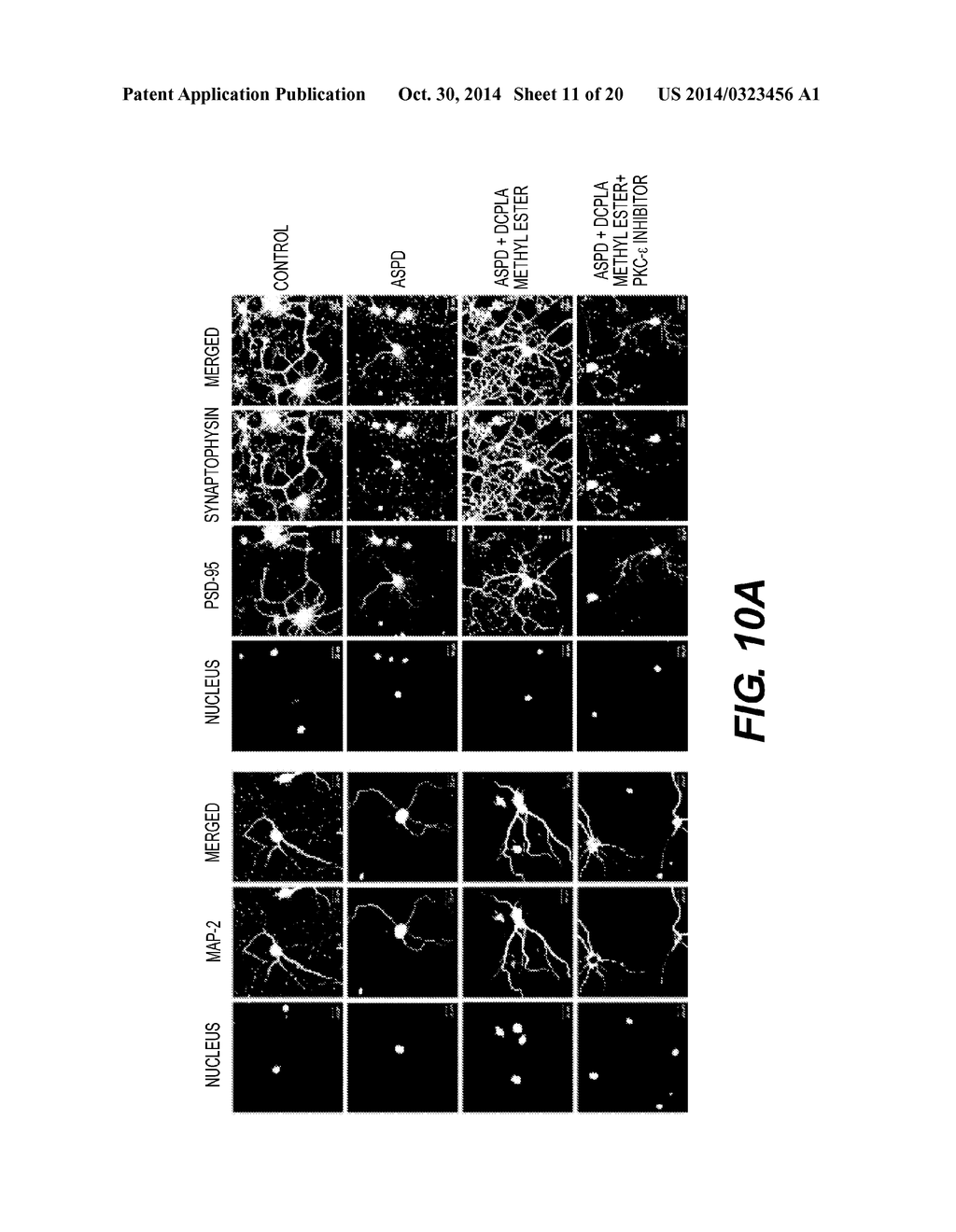 ESTERS OF DCPLA AND METHODS OF TREATMENT USING THE SAME - diagram, schematic, and image 12