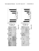 USE OF STRIGOLACTONES AND STRIGOLACTONE ANALOGS FOR TREATING PROLIFERATIVE     CONDITIONS diagram and image