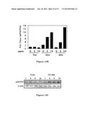 USE OF STRIGOLACTONES AND STRIGOLACTONE ANALOGS FOR TREATING PROLIFERATIVE     CONDITIONS diagram and image