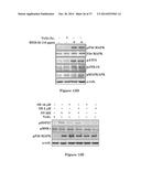 USE OF STRIGOLACTONES AND STRIGOLACTONE ANALOGS FOR TREATING PROLIFERATIVE     CONDITIONS diagram and image