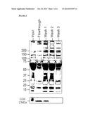 GM1 GANGLIOSIDE TO ANNEXIN V MICROPARTICLE POLYPEPTIDE RATIO FOR     BIOLOGICAL MONITORING diagram and image