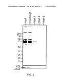 GM1 GANGLIOSIDE TO ANNEXIN V MICROPARTICLE POLYPEPTIDE RATIO FOR     BIOLOGICAL MONITORING diagram and image