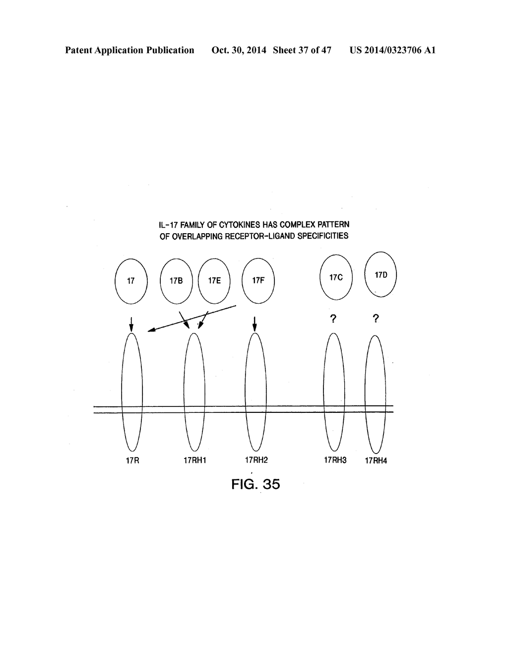 NUCLEIC ACIDS ENCODING RECEPTOR FOR IL-17 HOMOLOGOUS POLYPEPTIDES AND USES     THEREOF - diagram, schematic, and image 38