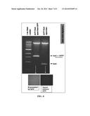 ENGINEERING RUBBER PRODUCTION IN PLANTS diagram and image