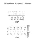 CONSTITUTIVELY ACTIVE PYR/PYL RECEPTOR PROTEINS FOR IMPROVING PLANT STRESS     TOLERANCE diagram and image