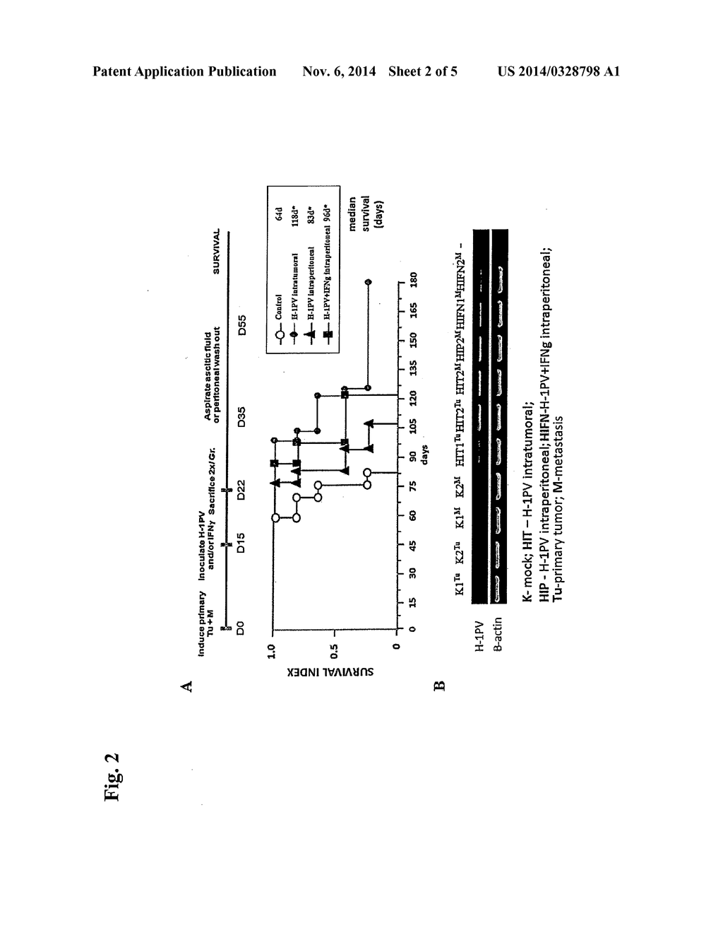 Co-Administration of a Parvovirus and a Cytokine for Therapy of Pancreatic     Cancer - diagram, schematic, and image 03