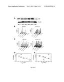 NON-NATURAL NUCLEOSIDES AS THERANOSTIC AGENTS diagram and image