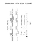 DETECTION OF GENE DUPLICATIONS diagram and image