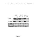 METHODS AND KITS FOR DIAGNOSING AND/OR PROGNOSING OSTEOARTHRITIS diagram and image