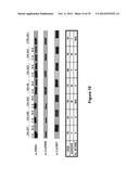 METHODS AND KITS FOR DIAGNOSING AND/OR PROGNOSING OSTEOARTHRITIS diagram and image