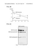 CERAMIDE DERIVATIVE AND GOLGI APPARATUS-LABELING FLUORESCENT PROBE USING     SAME diagram and image