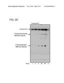 CERAMIDE DERIVATIVE AND GOLGI APPARATUS-LABELING FLUORESCENT PROBE USING     SAME diagram and image