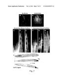 SCREENING FOR NITROGEN FIXATION diagram and image