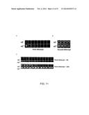 SCREENING FOR NITROGEN FIXATION diagram and image