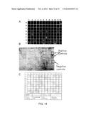 SCREENING FOR NITROGEN FIXATION diagram and image