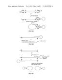 CLOSED NUCLEIC ACID STRUCTURES diagram and image