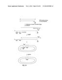 CLOSED NUCLEIC ACID STRUCTURES diagram and image