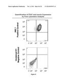 Methods for Producing Insulin-Secreting Beta Cells From Human Pluripotent     Stem Cells diagram and image