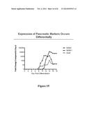 Methods for Producing Insulin-Secreting Beta Cells From Human Pluripotent     Stem Cells diagram and image