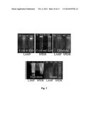 METHOD OF AMPLIFYING A NUCLEIC ACID diagram and image