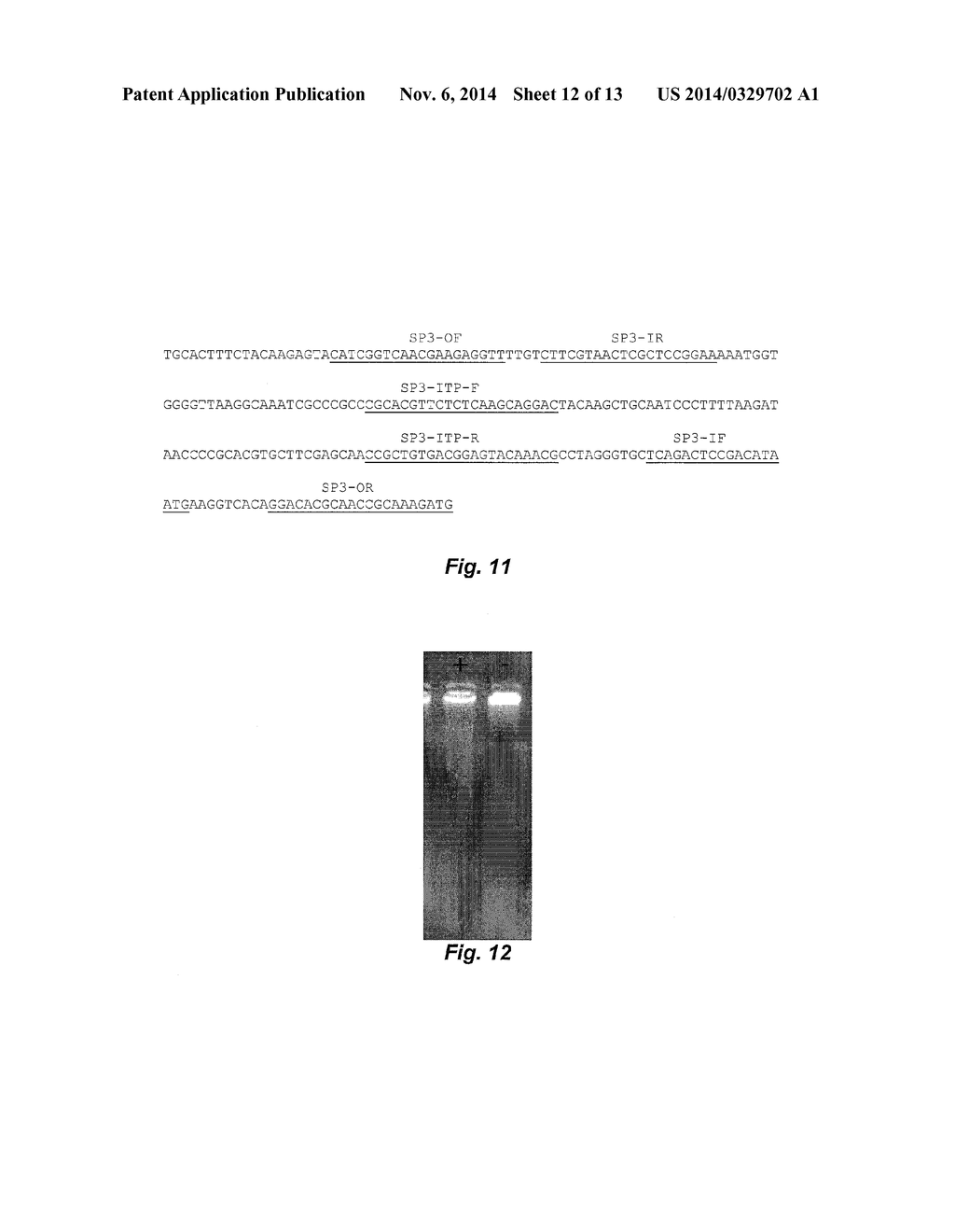 METHOD OF AMPLIFYING A NUCLEIC ACID - diagram, schematic, and image 13