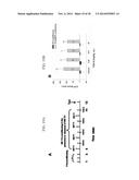 NOVEL DOPAMINE D3 RECEPTOR LIGANDS AND PREPARATION AND MEDICAL USES OF THE     SAME diagram and image