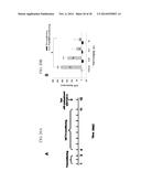 NOVEL DOPAMINE D3 RECEPTOR LIGANDS AND PREPARATION AND MEDICAL USES OF THE     SAME diagram and image