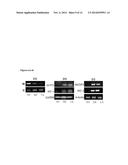 PREDICTIVE MARKER OF DNMT1 INHIBITOR THERAPEUTIC EFFICACY AND METHODS OF     USING THE MARKER diagram and image