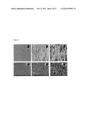 POROUS TISSUE SCAFFOLDS diagram and image