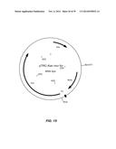 MICROBIAL PRODUCTION OF CHEMICAL PRODUCTS AND RELATED COMPOSITIONS,     METHODS AND SYSTEMS diagram and image