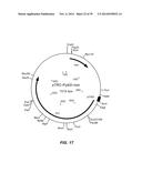 MICROBIAL PRODUCTION OF CHEMICAL PRODUCTS AND RELATED COMPOSITIONS,     METHODS AND SYSTEMS diagram and image