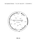 MICROBIAL PRODUCTION OF CHEMICAL PRODUCTS AND RELATED COMPOSITIONS,     METHODS AND SYSTEMS diagram and image